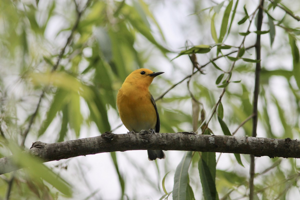 Prothonotary Warbler - Edward Landi