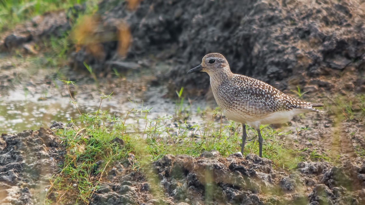 Black-bellied Plover - Abhishek Das