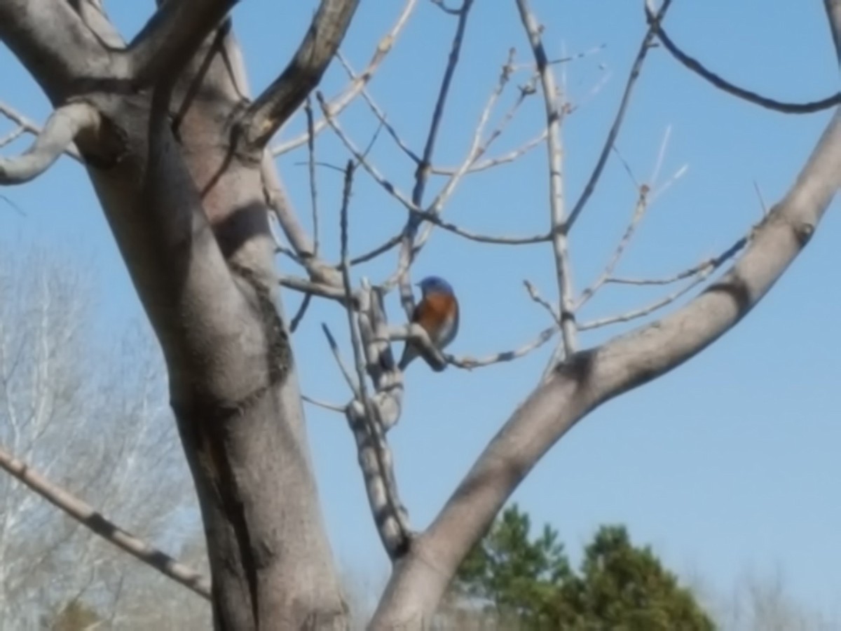 Western Bluebird - ML226127761