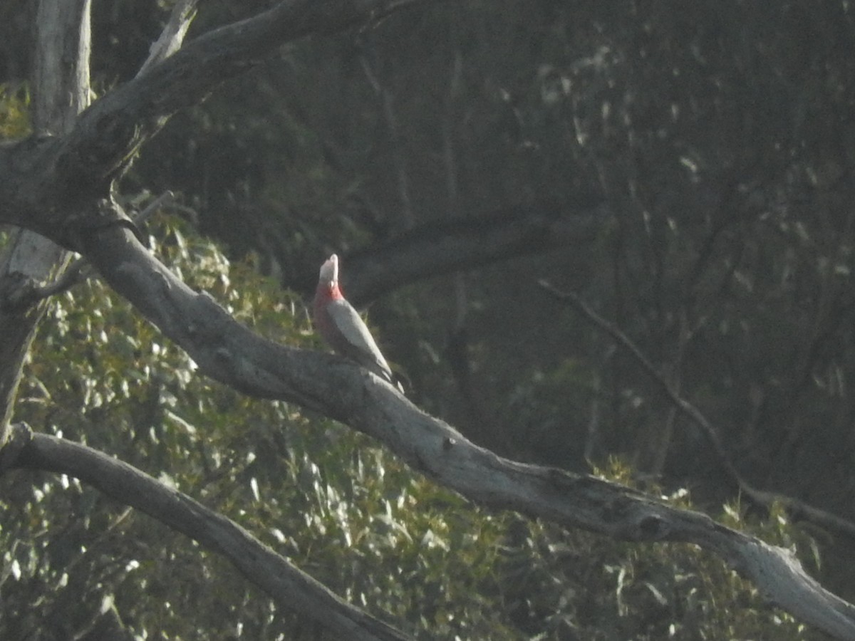 Galah - George Vaughan