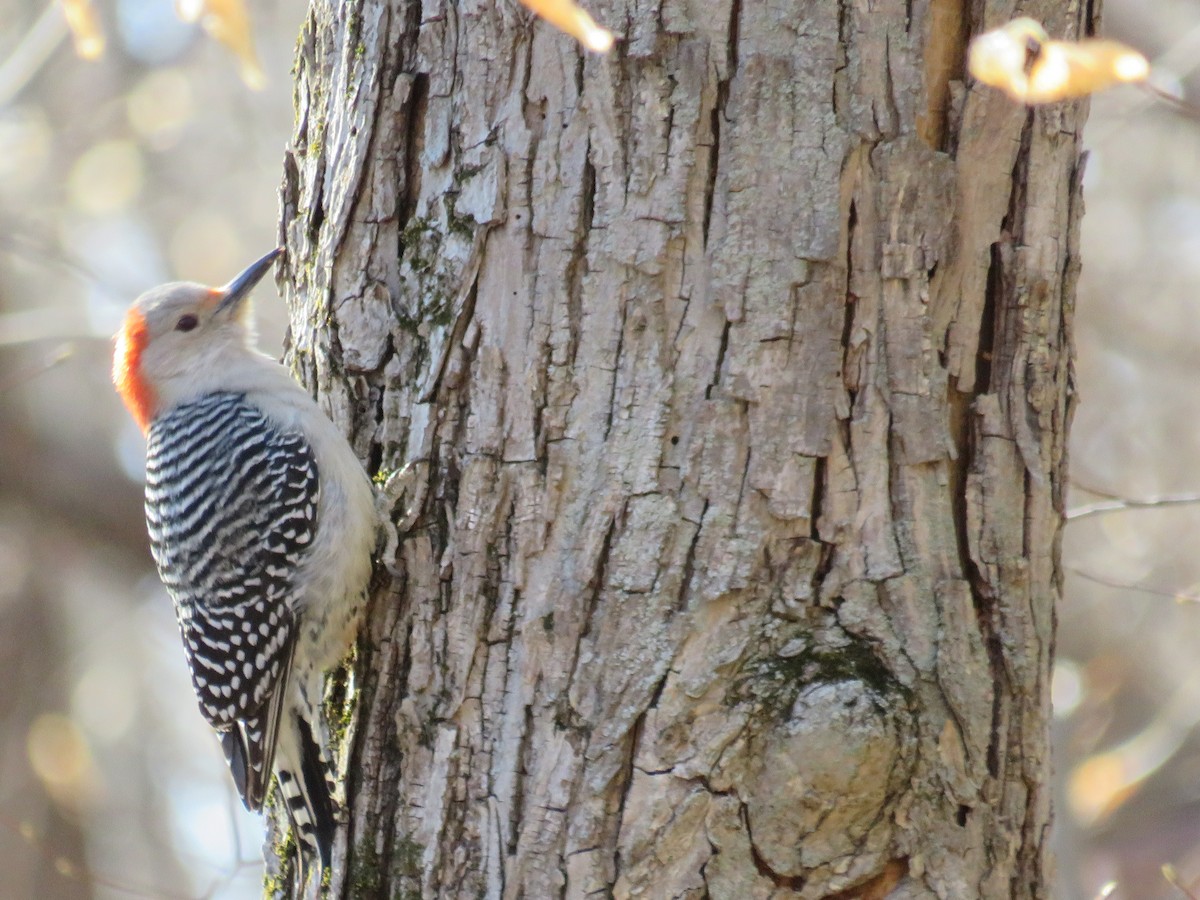 Red-bellied Woodpecker - ML226129791