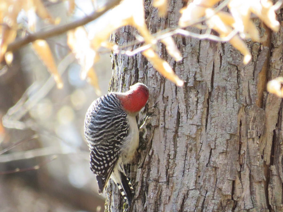 Red-bellied Woodpecker - ML226130181