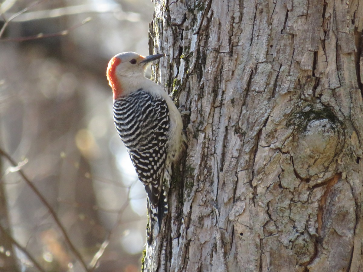 Red-bellied Woodpecker - ML226130191