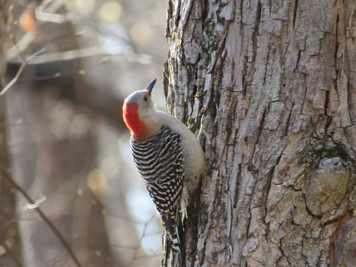 Red-bellied Woodpecker - ML226130201