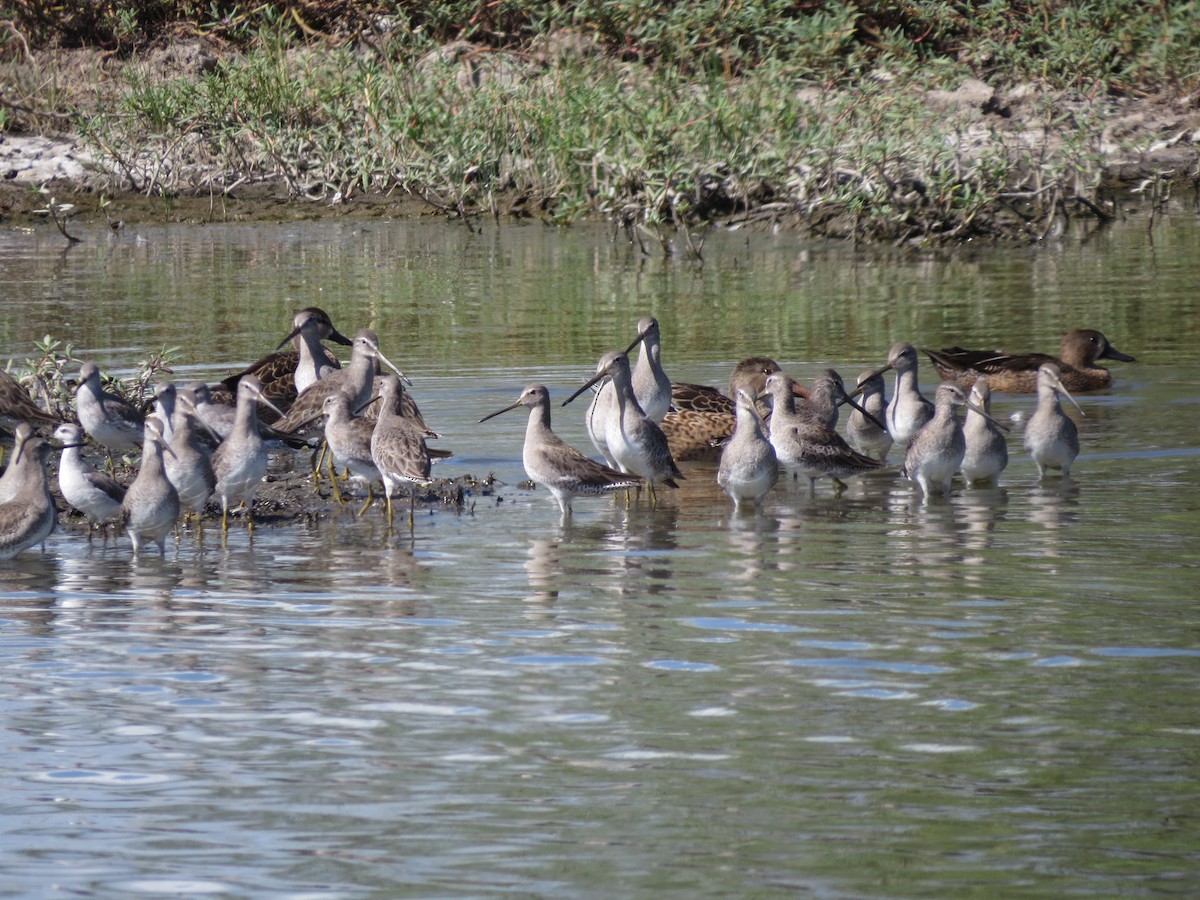 Long-billed Dowitcher - John van Dort