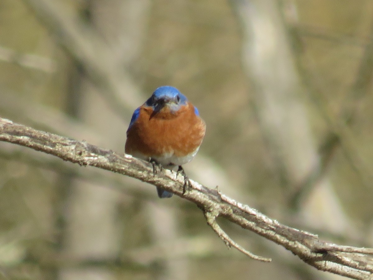 Eastern Bluebird - ML226130411