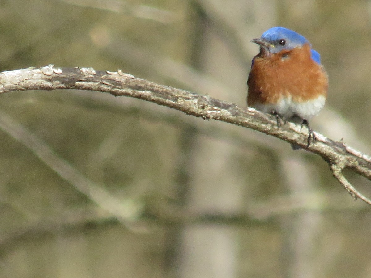 Eastern Bluebird - ML226130421