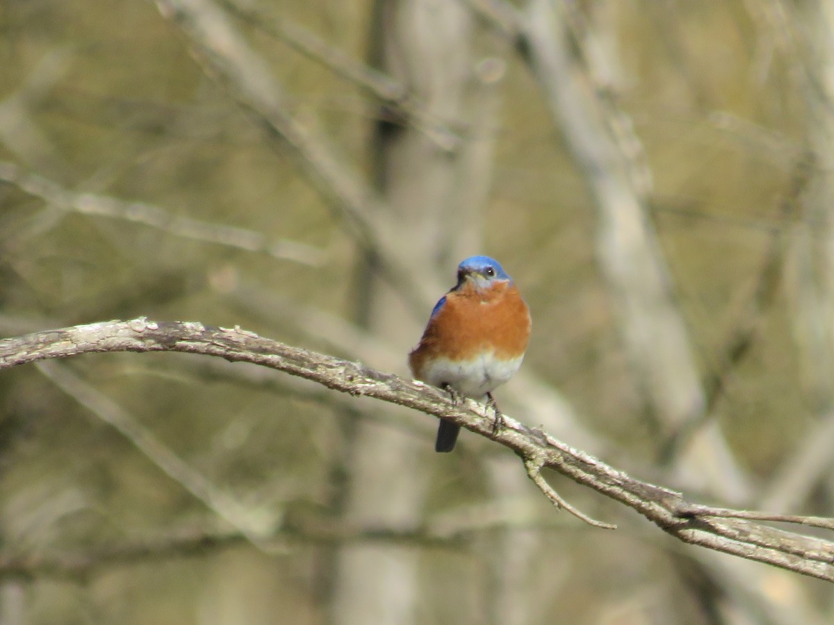 Eastern Bluebird - ML226130431
