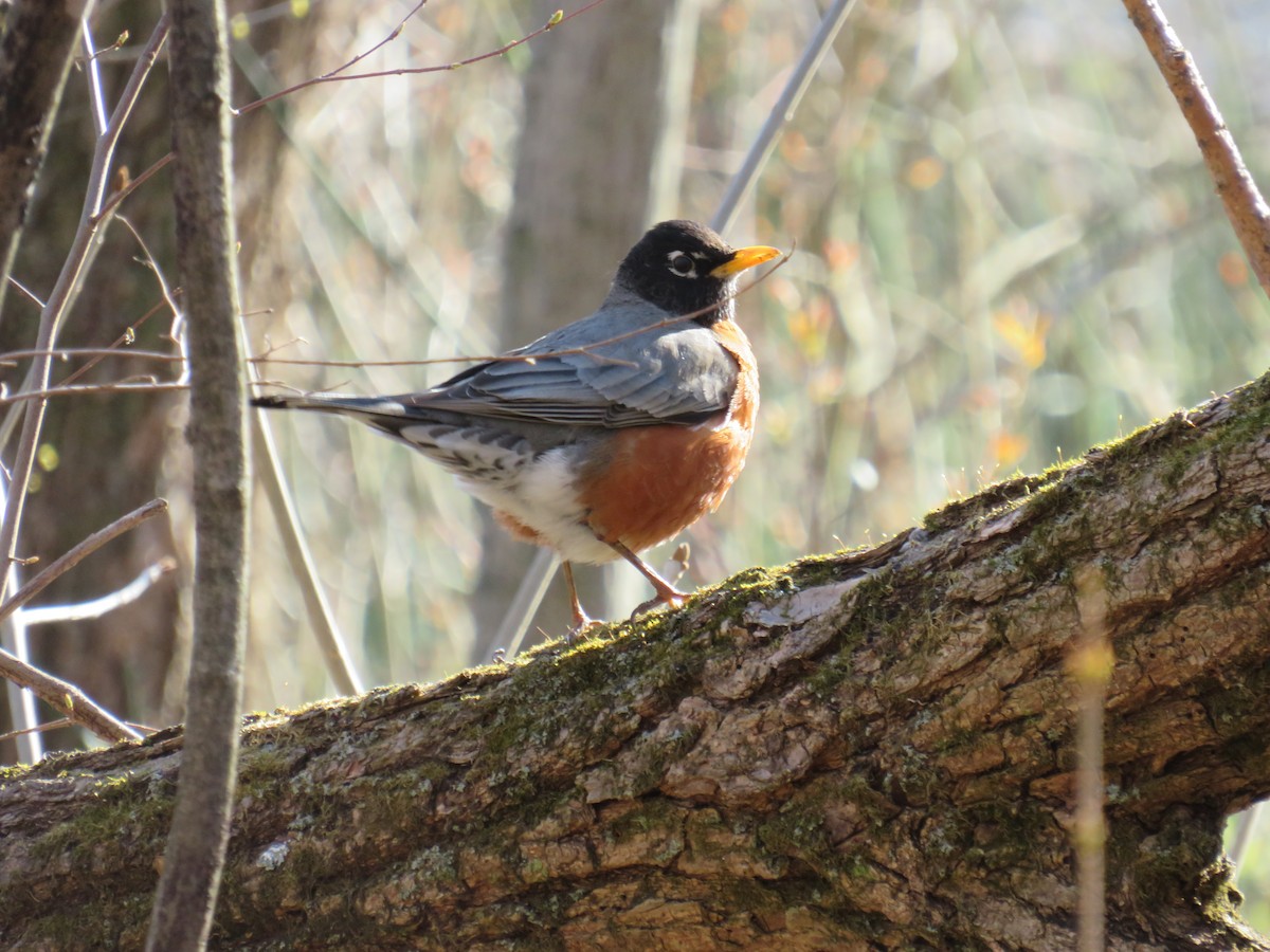 American Robin - ML226130691