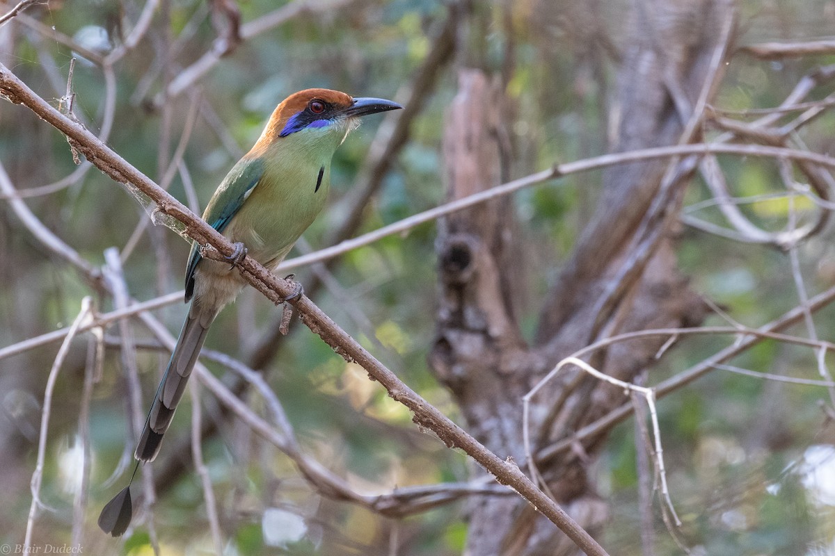 Russet-crowned Motmot - ML226132411