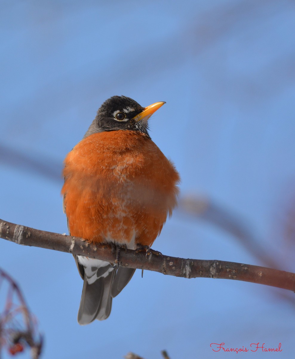 American Robin - ML226132781