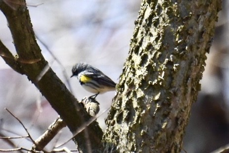 Yellow-rumped Warbler - L Tamraz