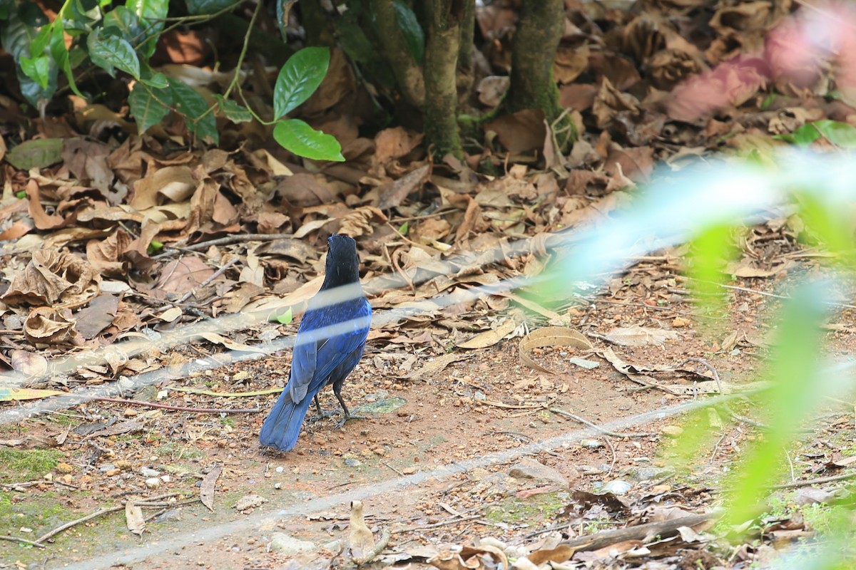 Малабарская синяя птица - ML226133621
