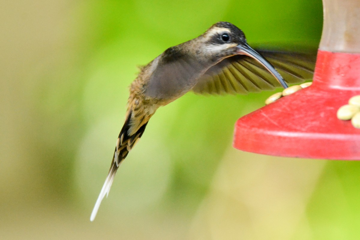 Long-billed Hermit - ML226133821