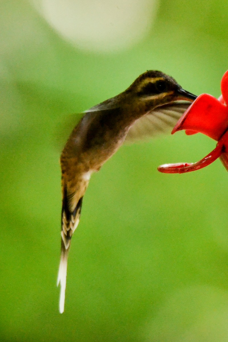 Long-billed Hermit - ML226133901