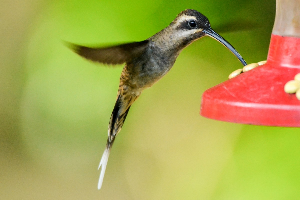 Long-billed Hermit - ML226133971