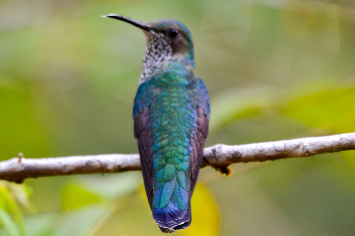 White-necked Jacobin - ML226134031