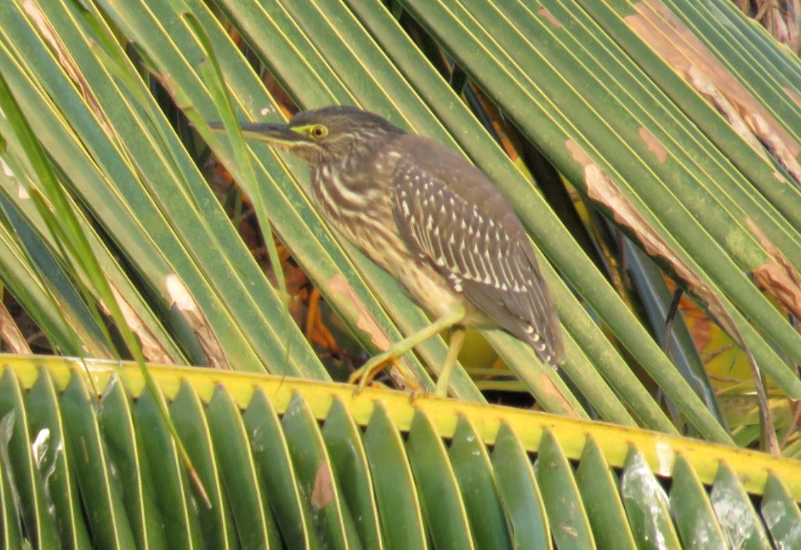 Striated Heron - ML22613541