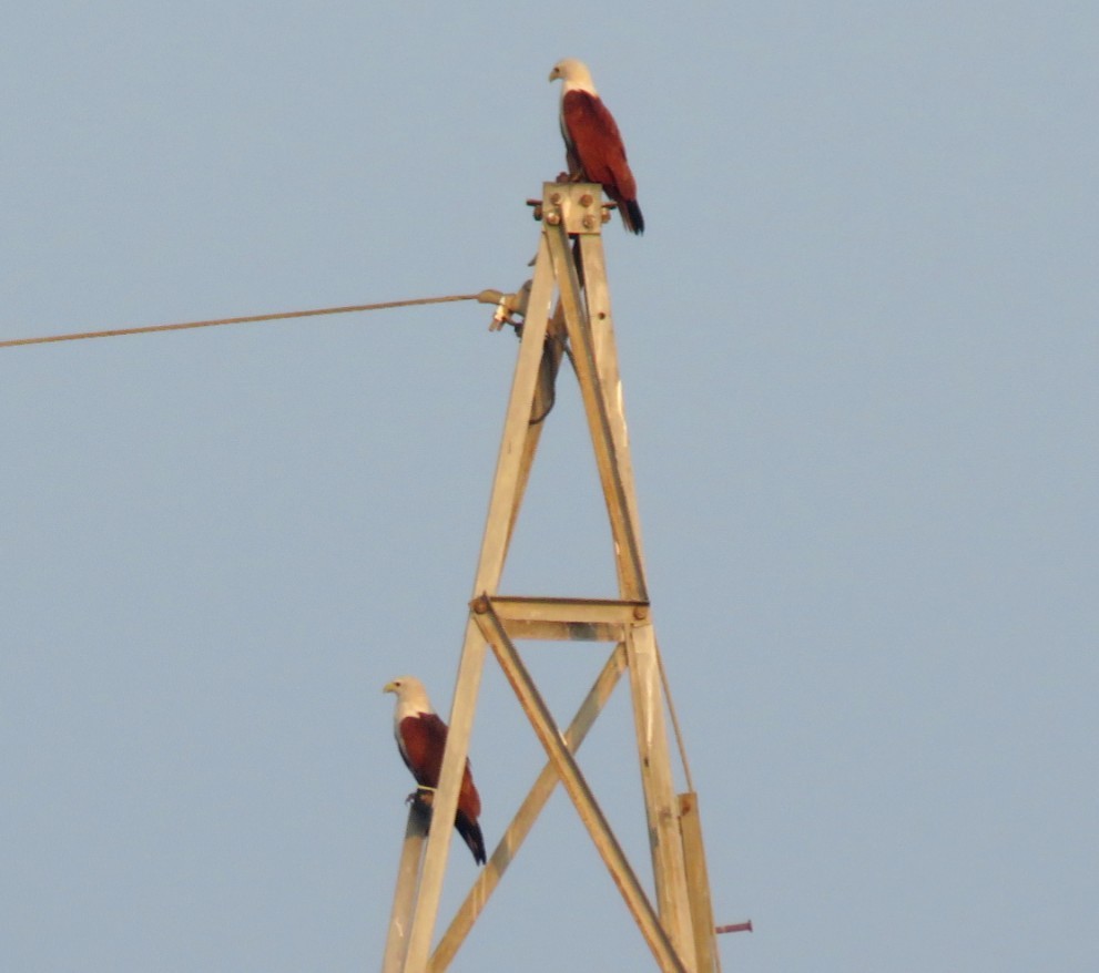 Brahminy Kite - Sumesh PB