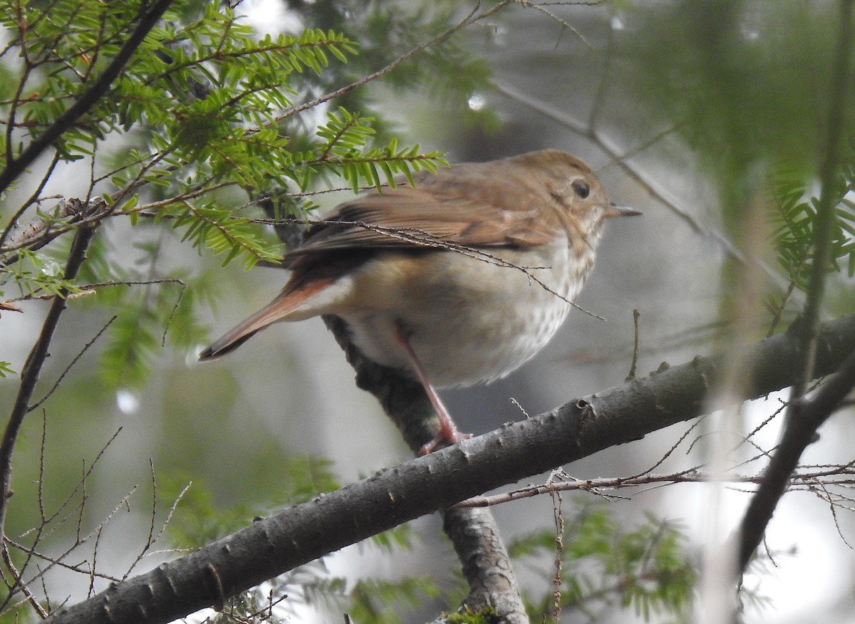 Hermit Thrush - ML226135651