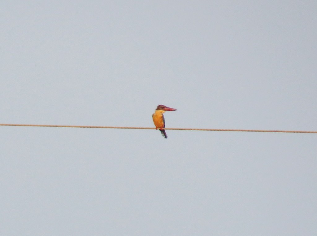 Stork-billed Kingfisher - ML22613571