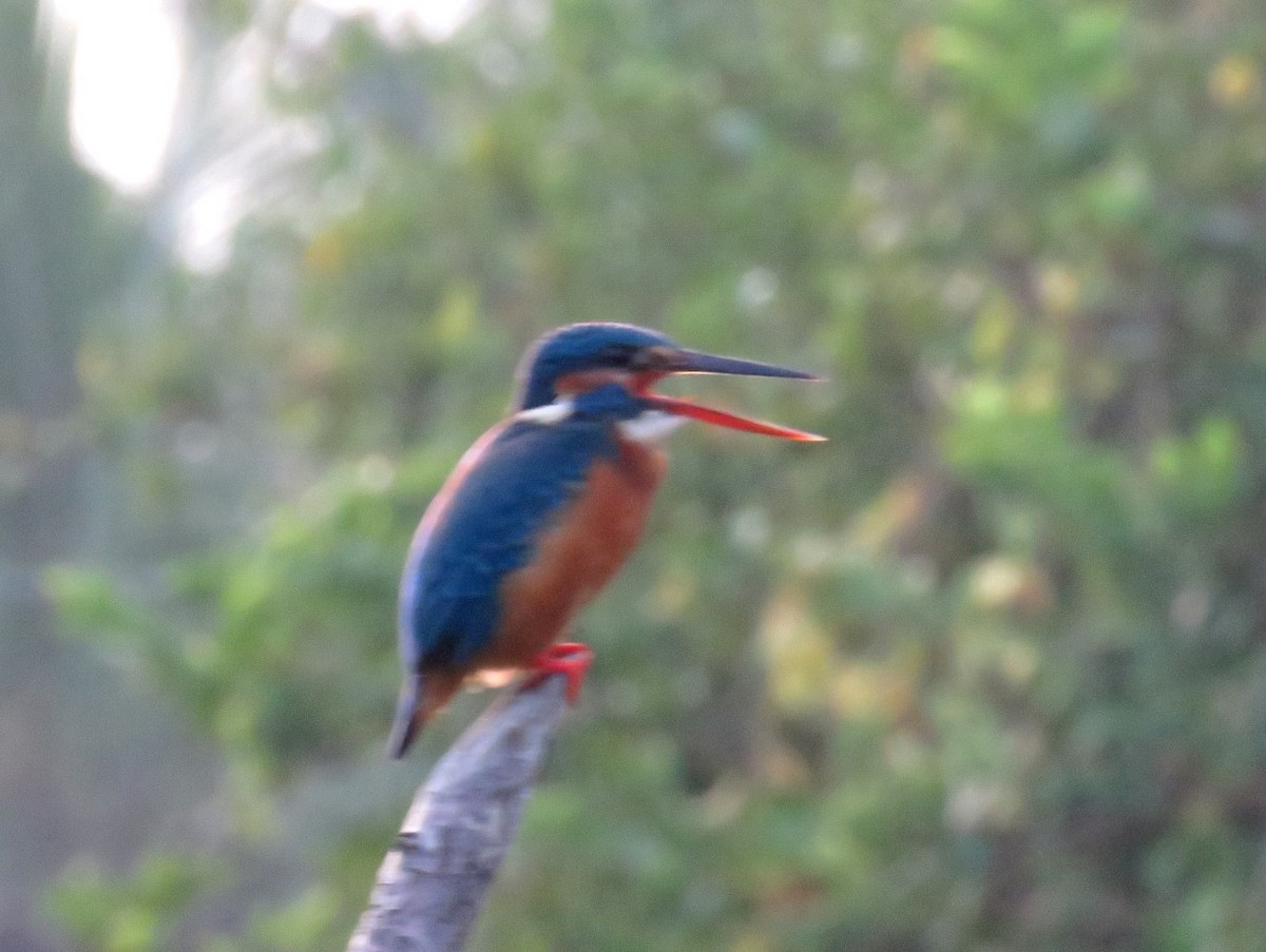 Common Kingfisher - ML22613591