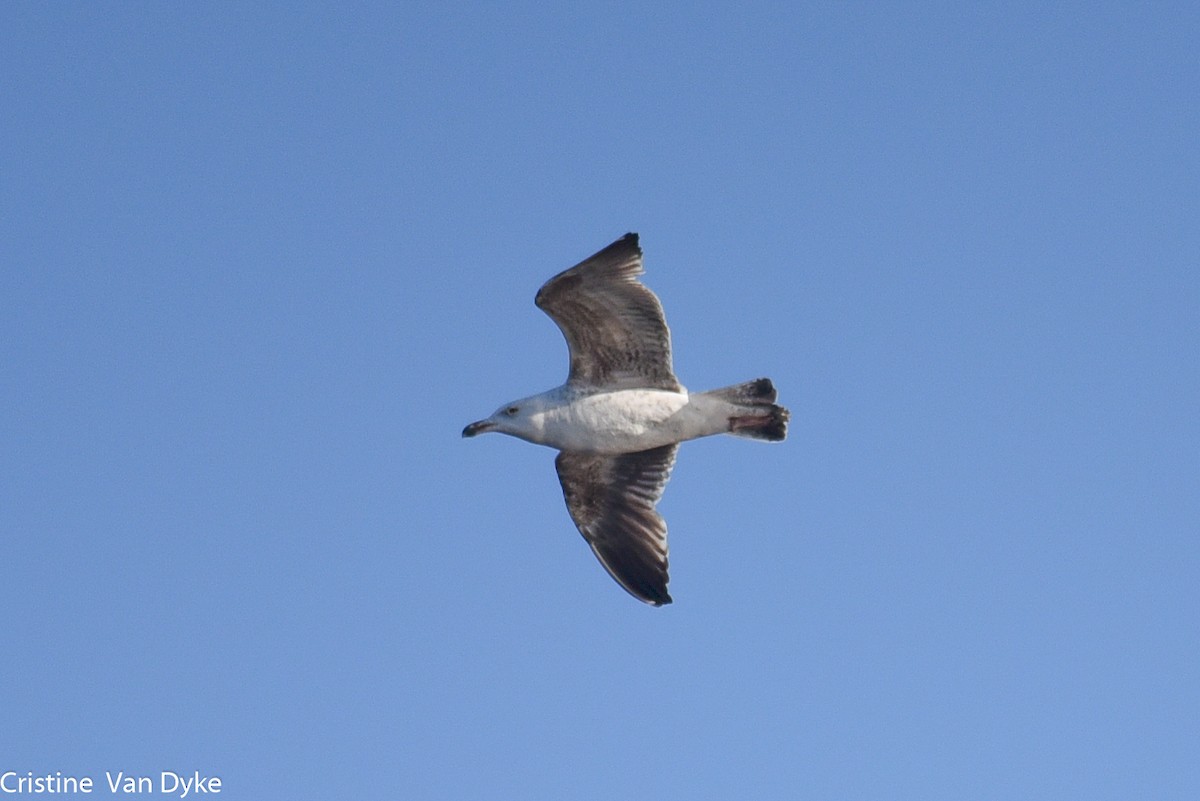 Great Black-backed Gull - ML226136951