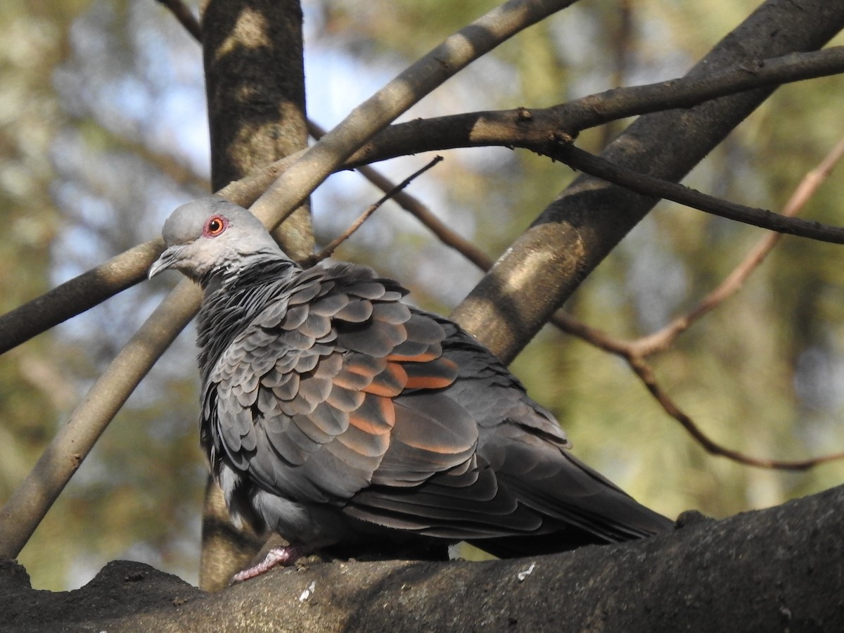 Dusky Turtle-Dove - ML226138831