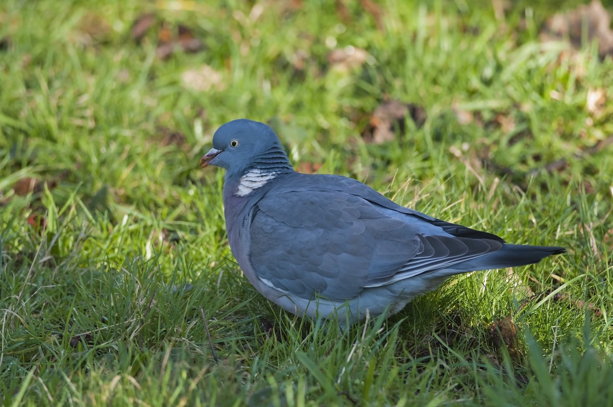 Common Wood-Pigeon - Joshua Vandermeulen
