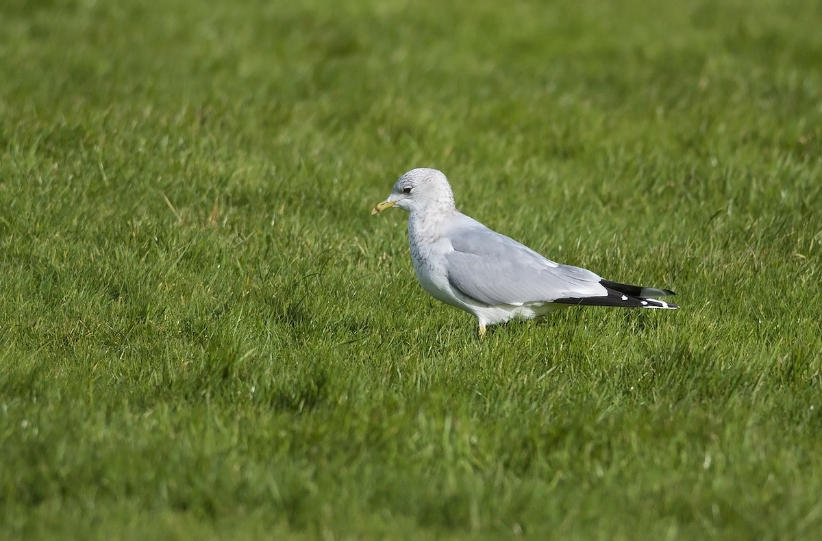 Common Gull (European) - Joshua Vandermeulen