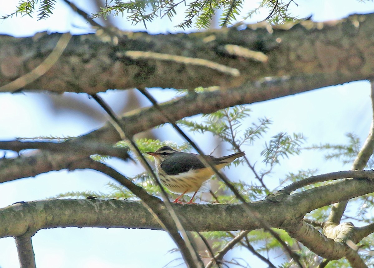 Louisiana Waterthrush - ML226143651