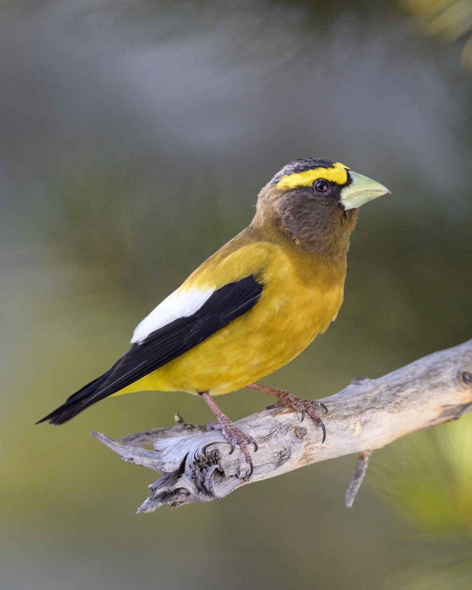 Evening Grosbeak - ML226144601