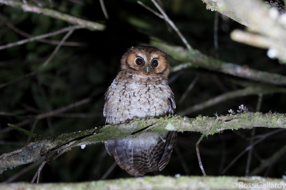 Cloud-forest Screech-Owl - Ross Gallardy