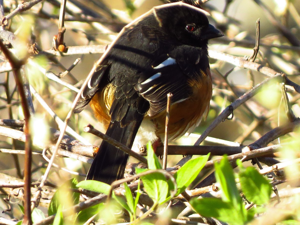 Eastern Towhee - ML226145111