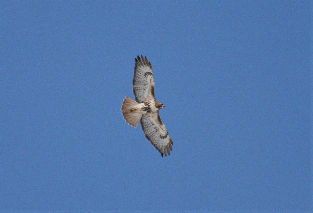 Red-tailed Hawk - ML226145521