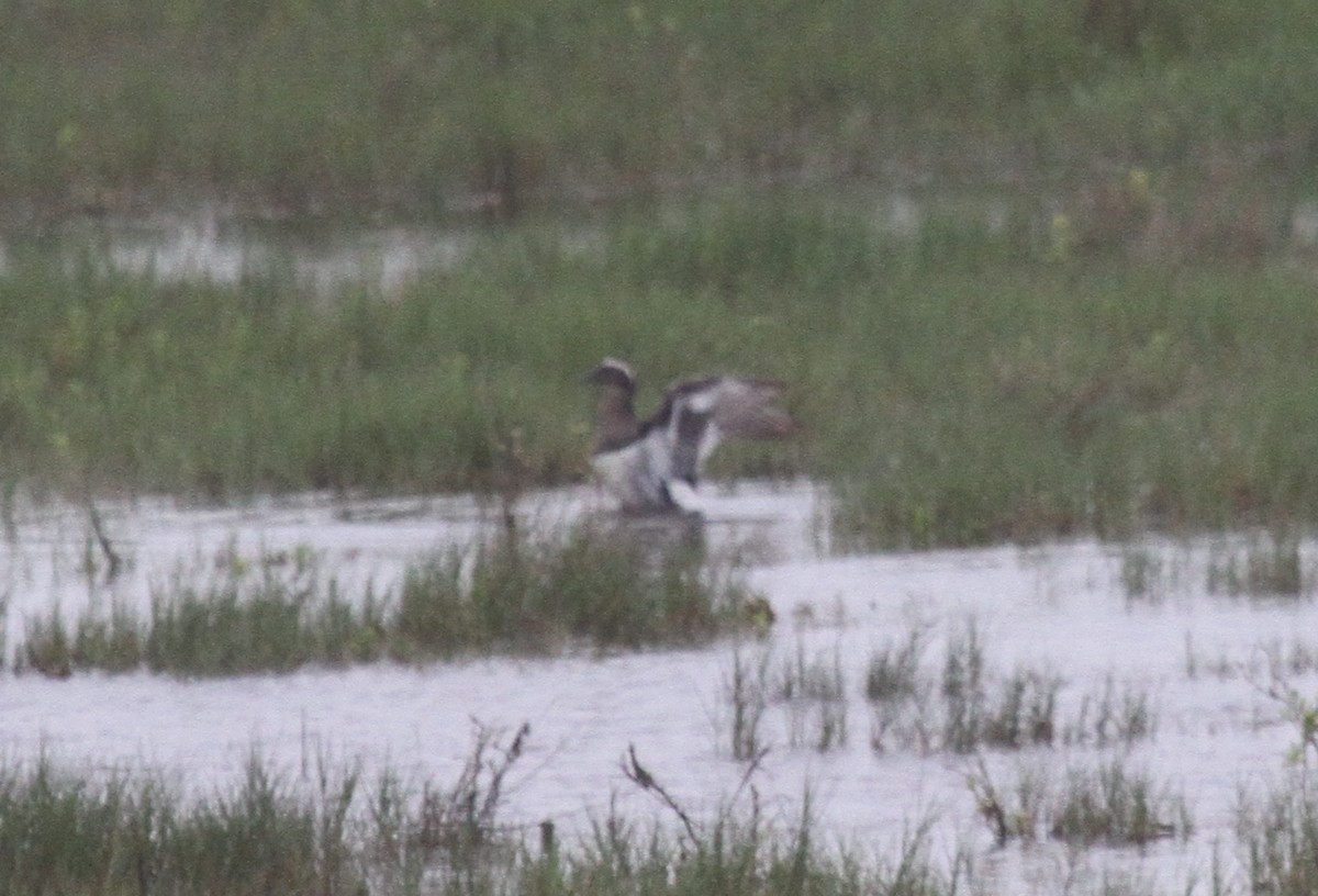 Garganey - ML226147401