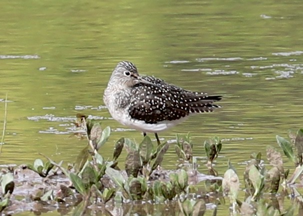 Solitary Sandpiper - ML226147621