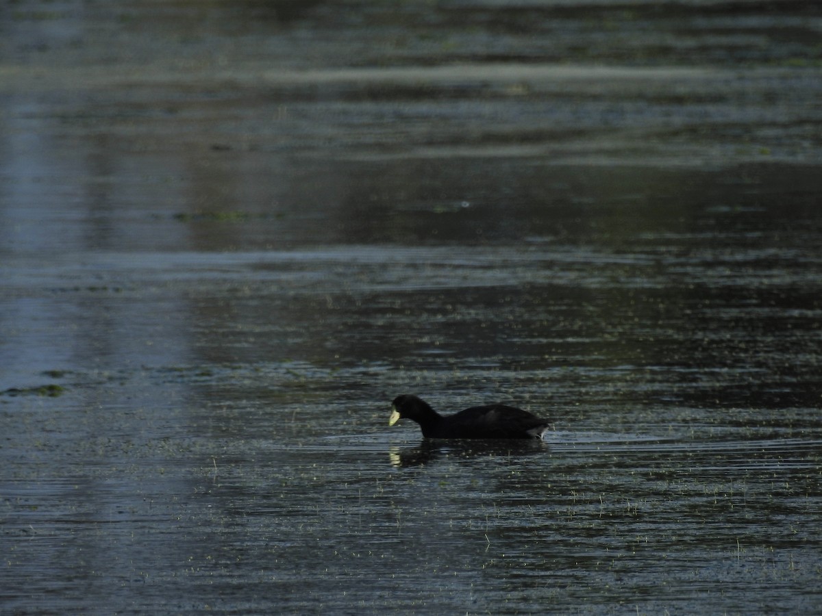 White-winged Coot - ML226148171