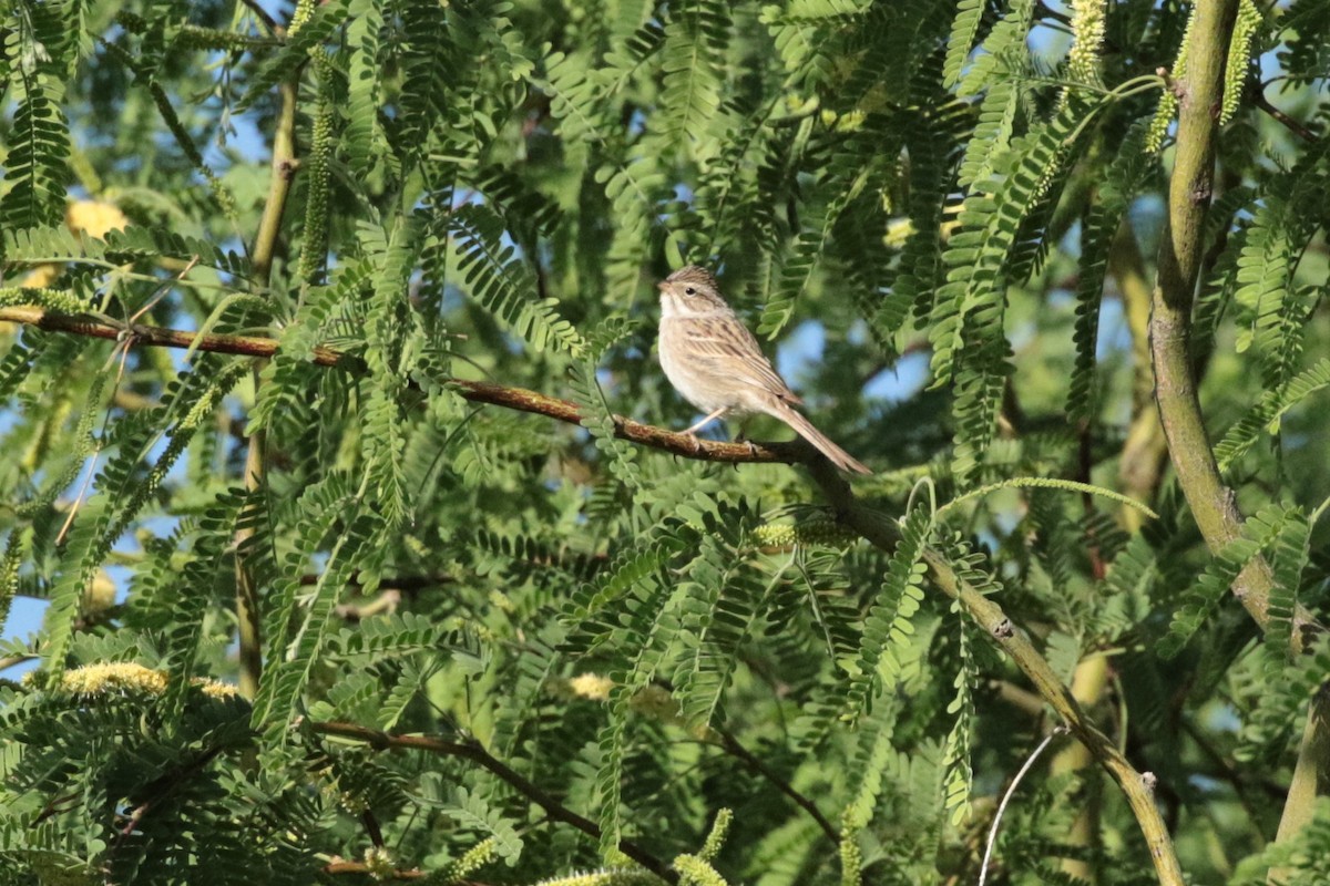 Brewer's Sparrow - Andy Bridges