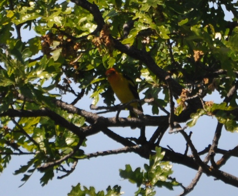 Western Tanager - Alan Bade