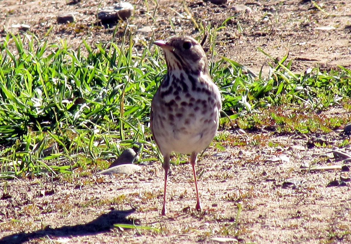 Hermit Thrush - ML22615031