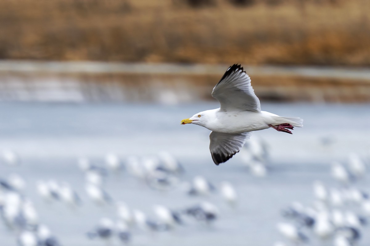 Gaviota Argéntea - ML226152131