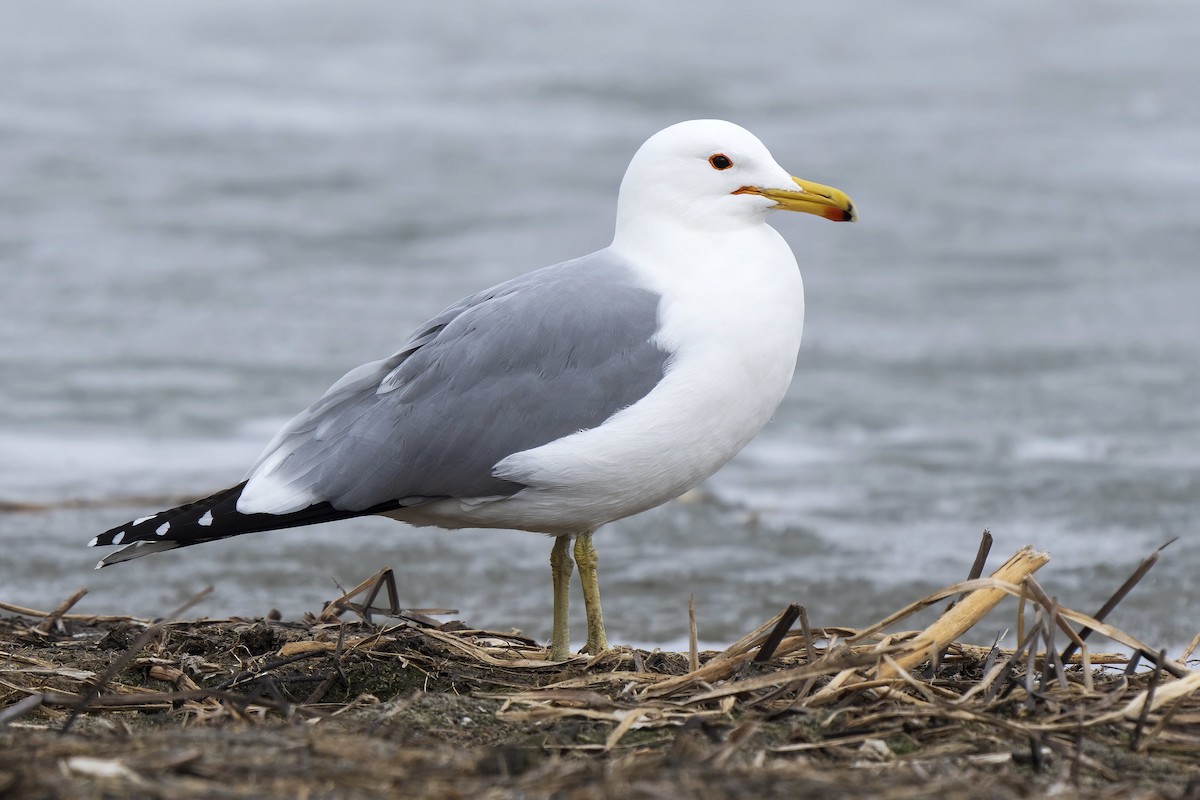 California Gull - Daniel Arndt