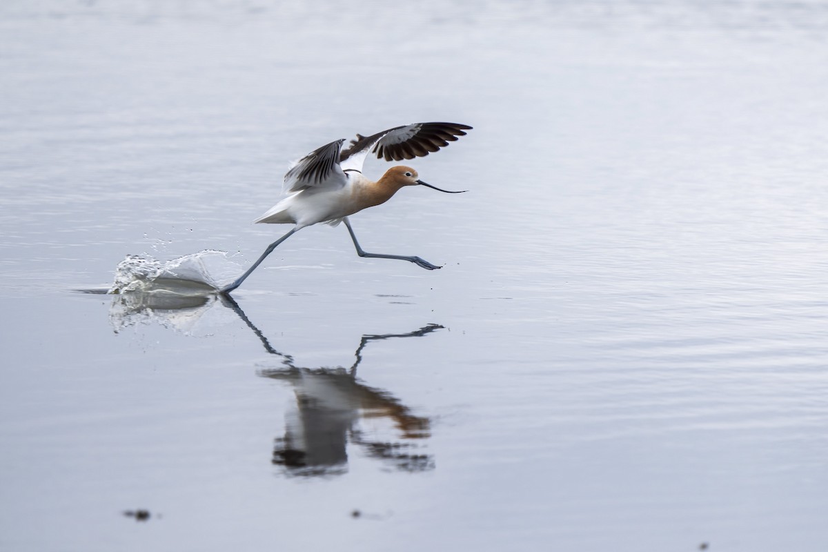 American Avocet - Daniel Arndt