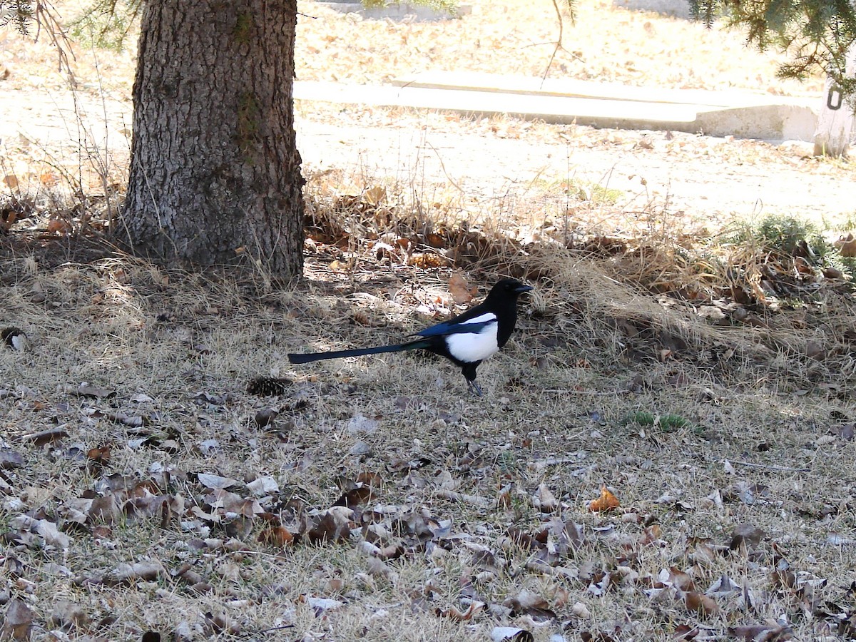 Black-billed Magpie - ML226152231