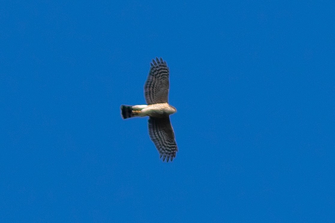 Sharp-shinned Hawk - ML226154001