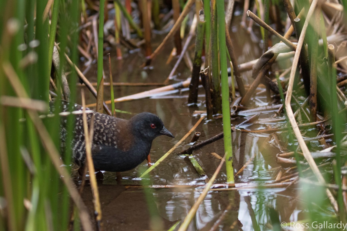 Black Rail - Ross Gallardy