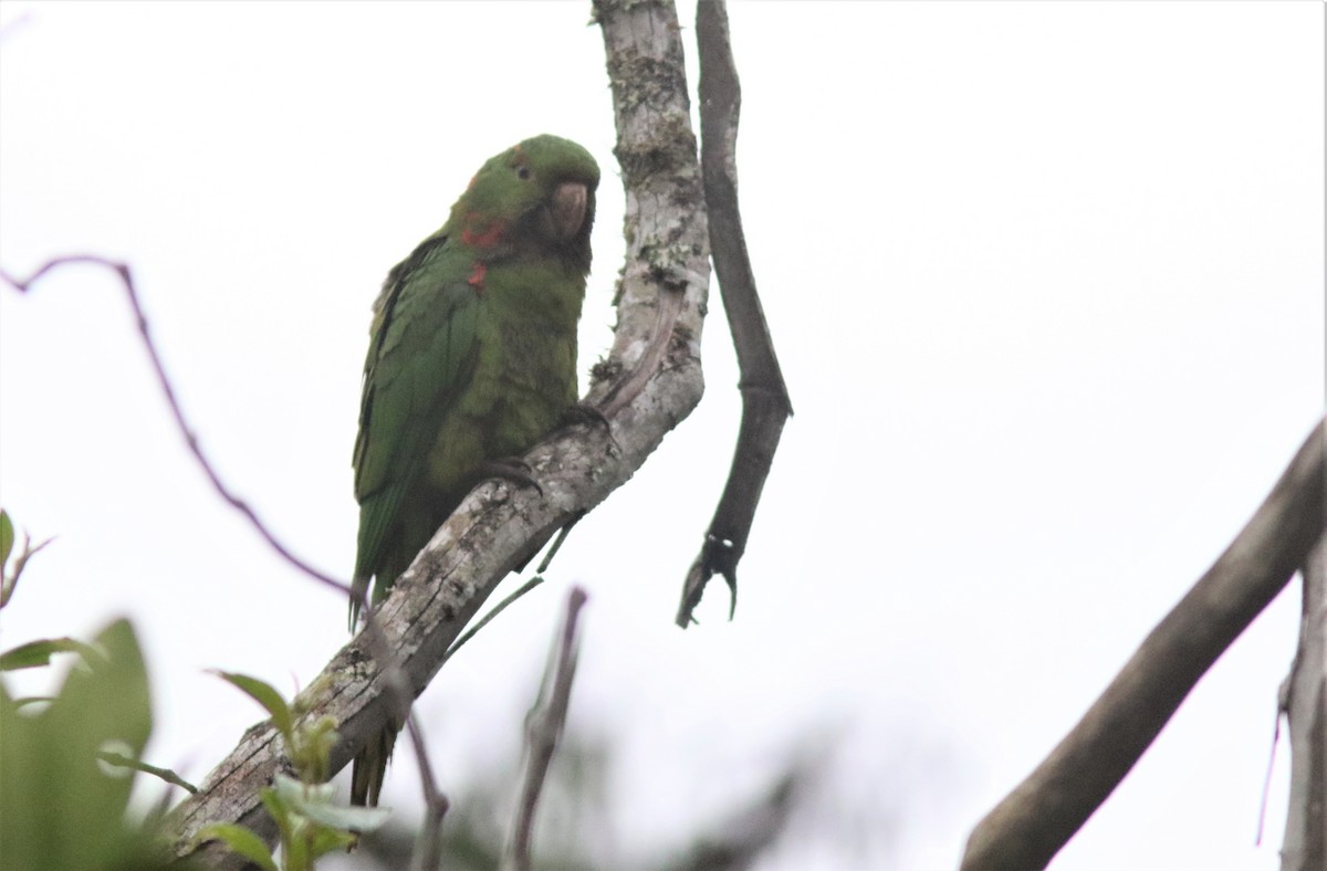 White-eyed Parakeet - ML226159371