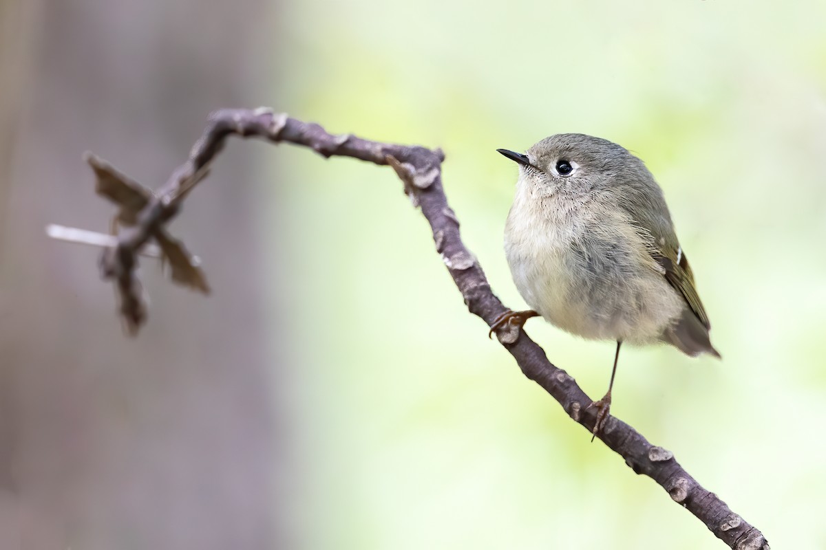 Ruby-crowned Kinglet - Ryan Sanderson