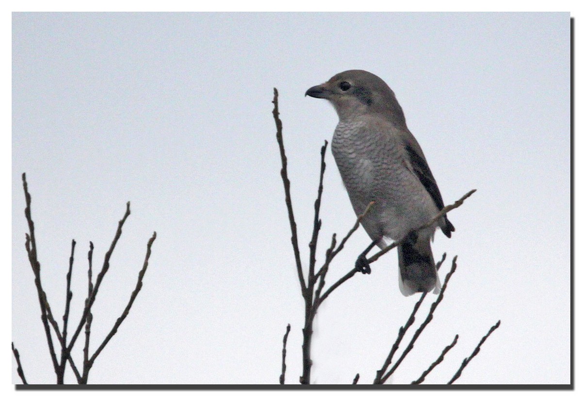 Northern Shrike - ML226160691